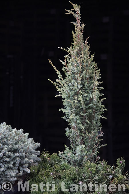 Juniperus communis 'Sentinel', pikkupilarikataja